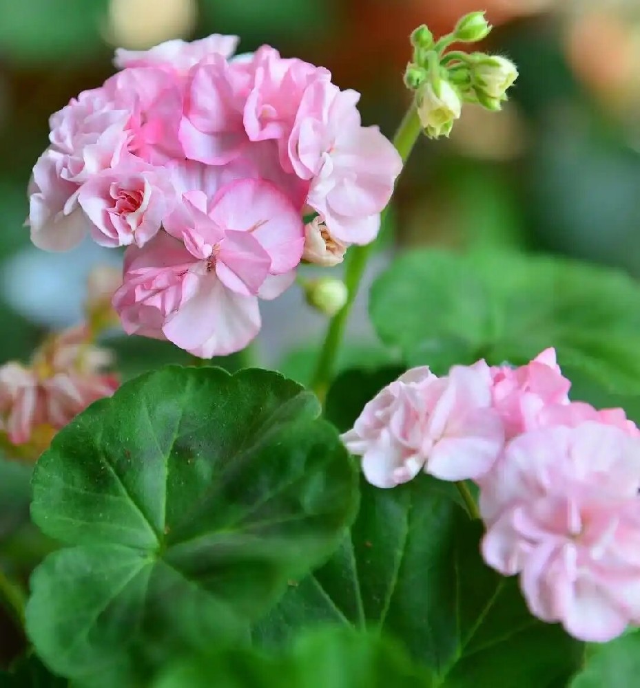 花卉植物.jpg