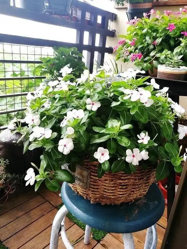 长春花1.jpg